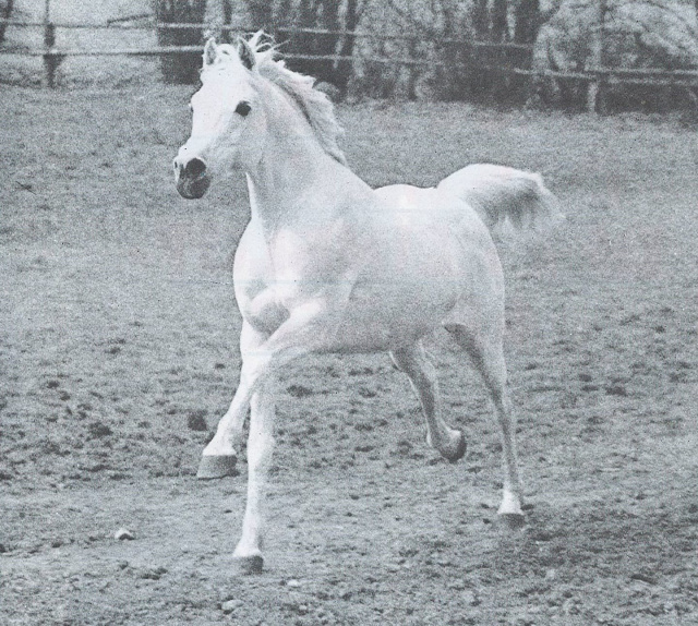 Ibrahim (Mahomed x Maheeba -Mahiba-) 1973 Saqlawi Gidran. ELITE STALLION