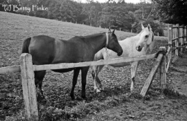 <b>Description: </b>Malacha ( El Sareei x Moheba) 1955 Dahmah Shahwaniyah. Here with her half sister Masarrah (Weil/Polish bloodlines)<br/>