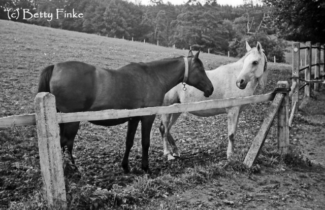 Malacha ( El Sareei x Moheba) 1955 Dahmah Shahwaniyah. Here with her half sister Masarrah (Weil/Polish bloodlines)