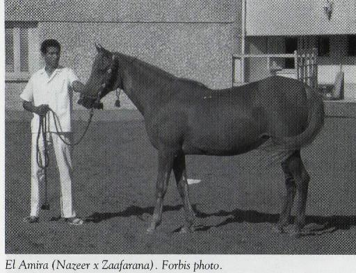 El Amira (Nazeer x Zaafarana) 1952 Saqlawiyah Gidraniyah Ibn Sudan