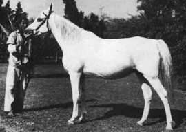 <b>Description: </b>Kamla (Sheikh el Arab x Samha) 1942 Hadban Enzahi <br/>