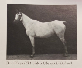 <b>Description: </b>Bint Obeya ( El Halabi x Obeya ) 1912 Dahmah Shahwaniyah<br/>