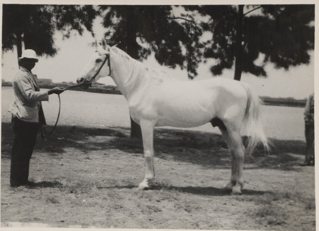 El Deree Saqlawi Sheifi Desert Bred in Syria