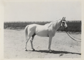 <b>Description: </b>El Deree Saqlawi Sheifi Desert Bred in Syria<br/>