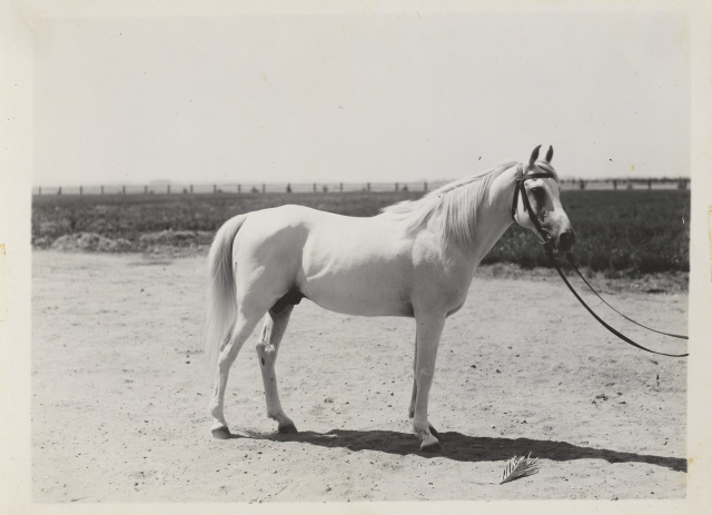 El Deree Saqlawi Sheifi Desert Bred in Syria