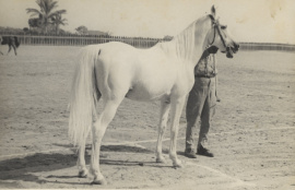 <b>Description: </b>El Deree Saqlawi Sheifi Desert Bred in Syria<br/>