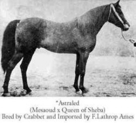 <b>Description: </b>Astraled  (Mesaoud x Queen Of Sheba) 1900 Abeyyan Sherrak<br/>