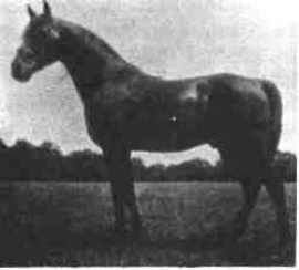 <b>Description: </b>Astraled  (Mesaoud x Queen Of Sheba) 1900 Abeyyan Sherrak<br/>