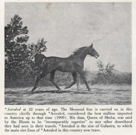 <b>Description: </b>Astraled  (Mesaoud x Queen Of Sheba) 1900 Abeyyan Sherrak<br/>