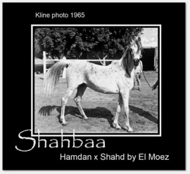 <b>Description: </b>Shahbaa   Hamdan x Shahd<br/>