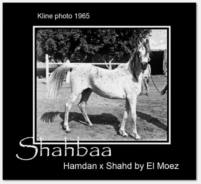 Shahbaa   Hamdan x Shahd