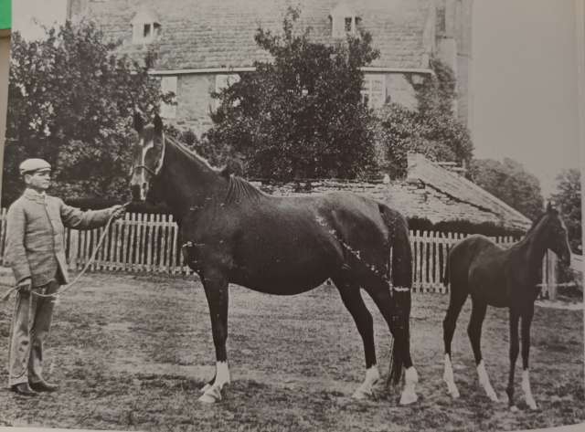 Nefisa Blunt (Hadban Blunt DB x Dajania Blunt DB) 1885 Kuhaylah Ajuzah Dajania