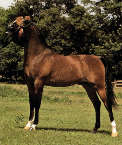 MFA SAYGAH   The Egyptian Prince x RDM MAAR HALIMA by El HIlal