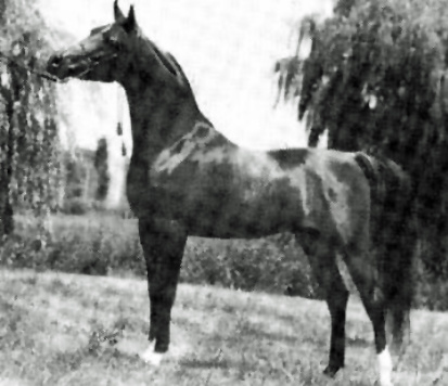 MFA SAYGAH   The Egyptian Prince x RDM MAAR HALIMA by El HIlal