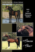 <b>Description: </b>*SIMEON SHAI+  Raadin Royal Star x Simeon Safanad by Sankt Georg   Imported from Australia to the U.S. 1989<br/>