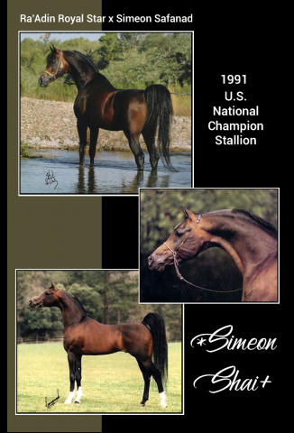 *SIMEON SHAI+  Raadin Royal Star x Simeon Safanad by Sankt Georg   Imported from Australia to the U.S. 1989