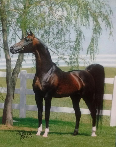 *SIMEON SHAI+  Raadin Royal Star x Simeon Safanad by Sankt Georg   Imported from Australia to the U.S. 1989