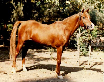 AMEER (Galal x Moniet El Nefous)