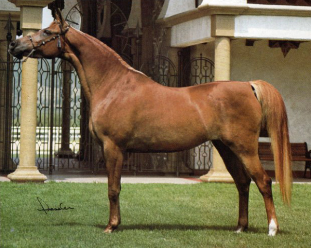 SHAH KHATUN  (Ibn Morafic x Fardos by *Morafic)  photo by Dr. Robert Dressler