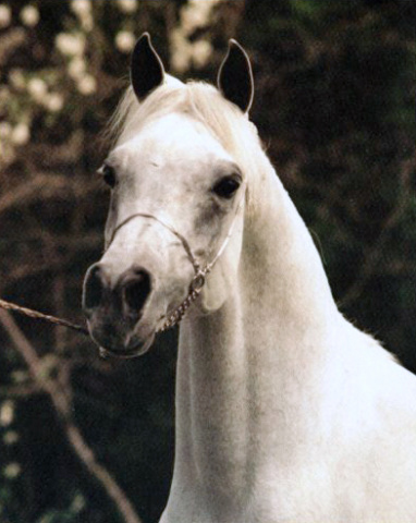 ANSATA HALIM SHAH (*Ansata Ibn Halima x Ansata Rosetta by Ansata Shah Zaman)