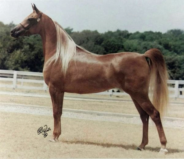 AH LADADA (AK El Zahra Moniet x Akid Fa Mona by The Egyptian Prince)