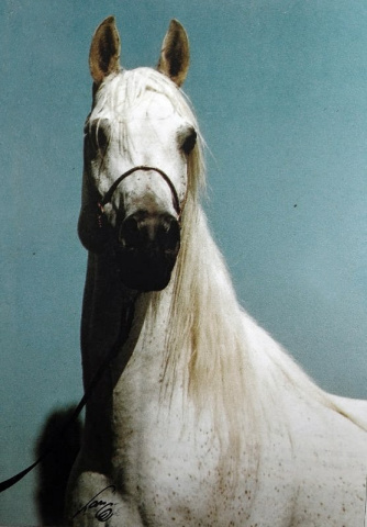 EL MASRI AMIR (The Egyptian Prince x Dars Hideeba by Hamza)