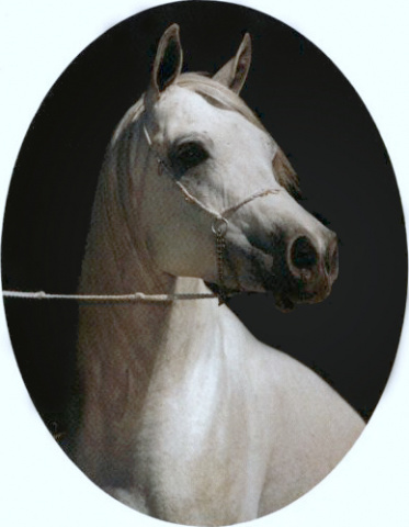 EL MASRI AMIR (The Egyptian Prince x Dars Hideeba by Hamza)