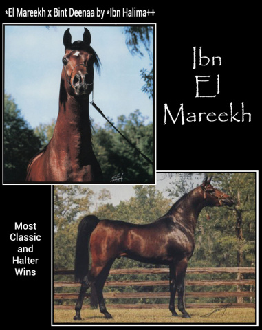 IBN EL MAREEKH  (*El Mareekh x Bint Deena by *Ansata Ibn Halima)