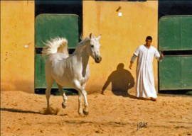 <b>Description: </b>ASHOUR (Anter/Antar x Ayda by Nazeer)<br/><b>Copyright: </b>Judi Parks