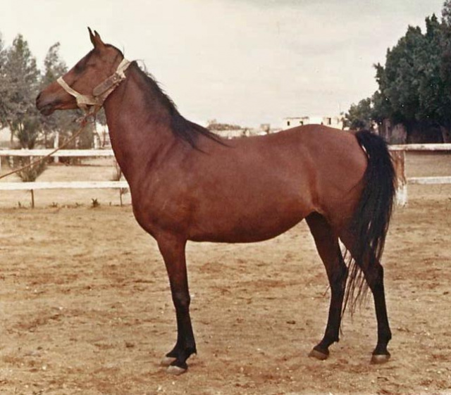 RAHMA (Mashhour x Yashmak by Sheikh El Arab)