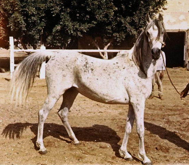 Shahbaa   (Hamdan x Shahd by El Moez)