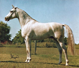 <b>Description: </b>FADL MONIET (*Ibn Moniet El Nefous x Bah Rouse by Ansata Nile Pasha)<br/><b>Copyright: </b>Lee Harrison photo 1975