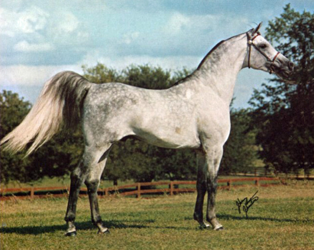 AK Shahm  (Gassir x Shahbaa by Hamdan)