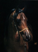 <b>Description: </b>MFA SAYGAH   (The Egyptian Prince x RDM MAAR HALIMA by El HIlal)<br/><b>Copyright: </b>Polly Knoll Photography