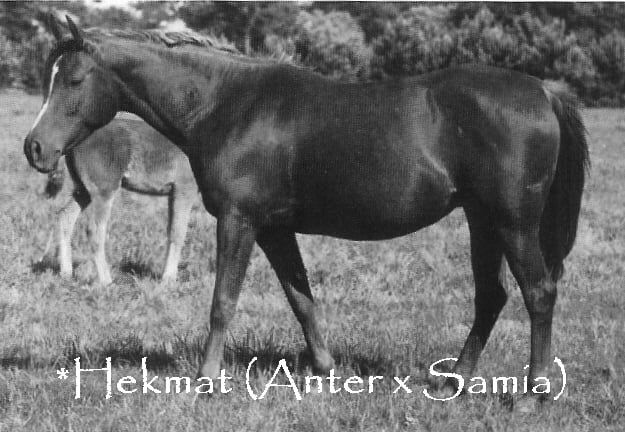 Hekmat (Anter x Samia) 1961 Kuhaylah Ajuzah Ibn Rodan