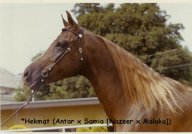 Hekmat (Anter x Samia) 1961 Kuhaylah Ajuzah Ibn Rodan