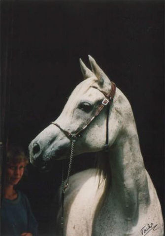 JKB Masouda (Madkour x Maymoonah) 1980 Dahmah Shahwaniyah