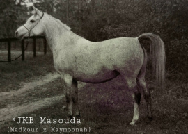 <b>Description: </b>JKB Masouda (Madkour x Maymoonah) 1980 Dahmah Shahwaniyah<br/><b>Copyright: </b>Judith Forbis photo