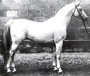 Amurath Weil 1881 ( Tajar  1873 x Koheil III) 