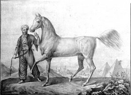 <b>Description: </b>Tajar was one of the most important Arabian stallions imported at the beginning of the 19th century to Hungary, for which reason the Hungarian Arabian Horse Breeders Association has chosen this stallion as its emblem.<br/>