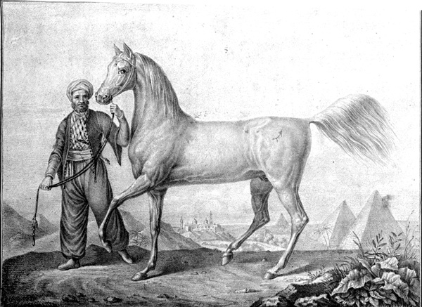 Tajar was one of the most important Arabian stallions imported at the beginning of the 19th century to Hungary, for which reason the Hungarian Arabian Horse Breeders Association has chosen this stallion as its emblem.