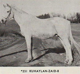 <b>Description: </b>231 Kuhaylan Zaid-8 1937 ( Kuhaylan Zaid x 2 Mersuch I 1924) tail female 74 Tifle<br/>