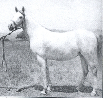 231 Kuhaylan Zaid-8 1937 ( Kuhaylan Zaid x 2 Mersuch I 1924) tail female 74 Tifle