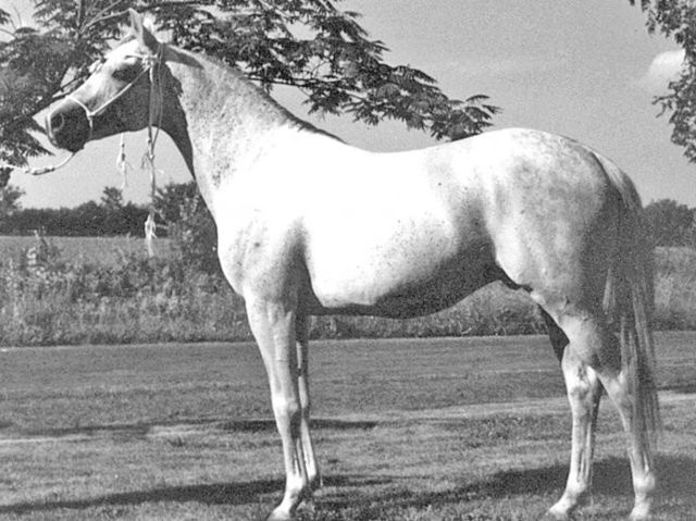 Laertes (Aramis x Dharebah) 1962 Kuhaylan Hiaifi