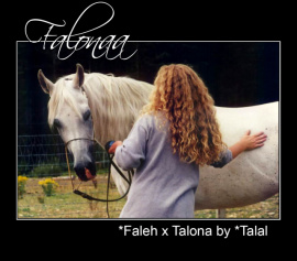 <b>Description: </b>FALONAA (*Faleh x Talona by *Talal)<br/>