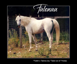 <b>Description: </b>FALONAA (*Faleh x Talona by *Talal)<br/>