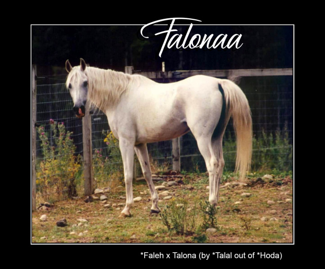 FALONAA (*Faleh x Talona by *Talal)