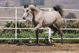 <b>Description: </b>Fa Gamal MH (Fayad Al Shaqab x Imperial Baedrah)<br/><b>Copyright: </b>Christine Emmert