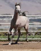 <b>Description: </b>Fa Gamal MH (Fayad Al Shaqab x Imperial Baedrah)<br/><b>Copyright: </b>Christine Emmert