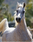 <b>Description: </b>Imperial Baedrah (Imperial Baarez x Imperial Safama) dam of Fa Gamal MH<br/><b>Copyright: </b>Christine Emmert